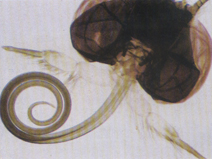 生命活動(dòng)的根本——新陳代謝